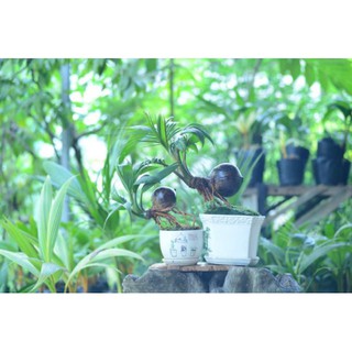 Cây Dừa bonsai  - Cây Giống Nhập Khẩu