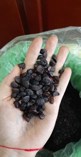 100g Hạt dổi nếp Tây Bắc