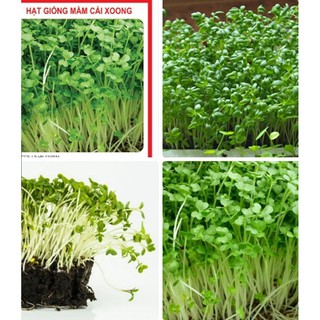 Hạt Giống rau Mầm cải xoong