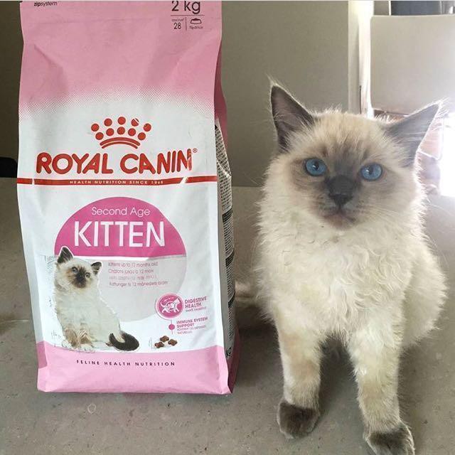 Hạt Royal Canin Kitten Cho Mèo Con