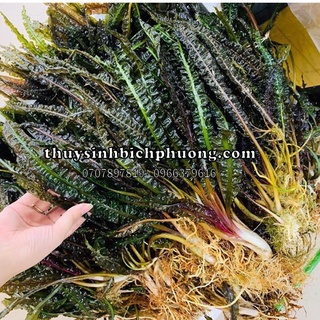 TIÊU THẢO BALANCE LÁ NHĂN - CÂY THUỶ SINH TRUNG HẬU CẢNH CHO HỒ THUỶ SINH DỄ CHĂM SÓC KHÔNG CẦN CO2