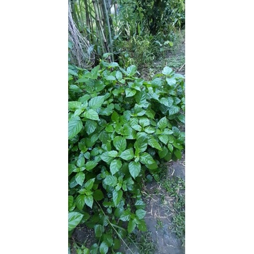 2 bầu cây giống rau ngót nhật