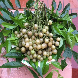 Cây giống mắc mật