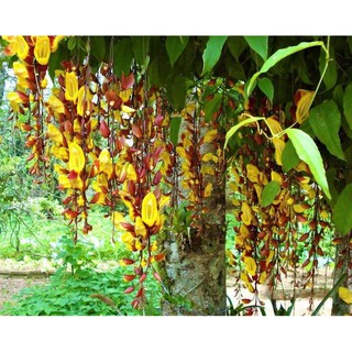 MÓNG CỌP VÀNG - HOA ĐẸP, ĐỘC, LẠ