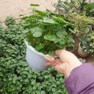Chậu cỏ Đồng Tiền
