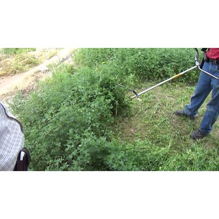 Hạt cỏ chăn nuôi ALFALFA 1kg