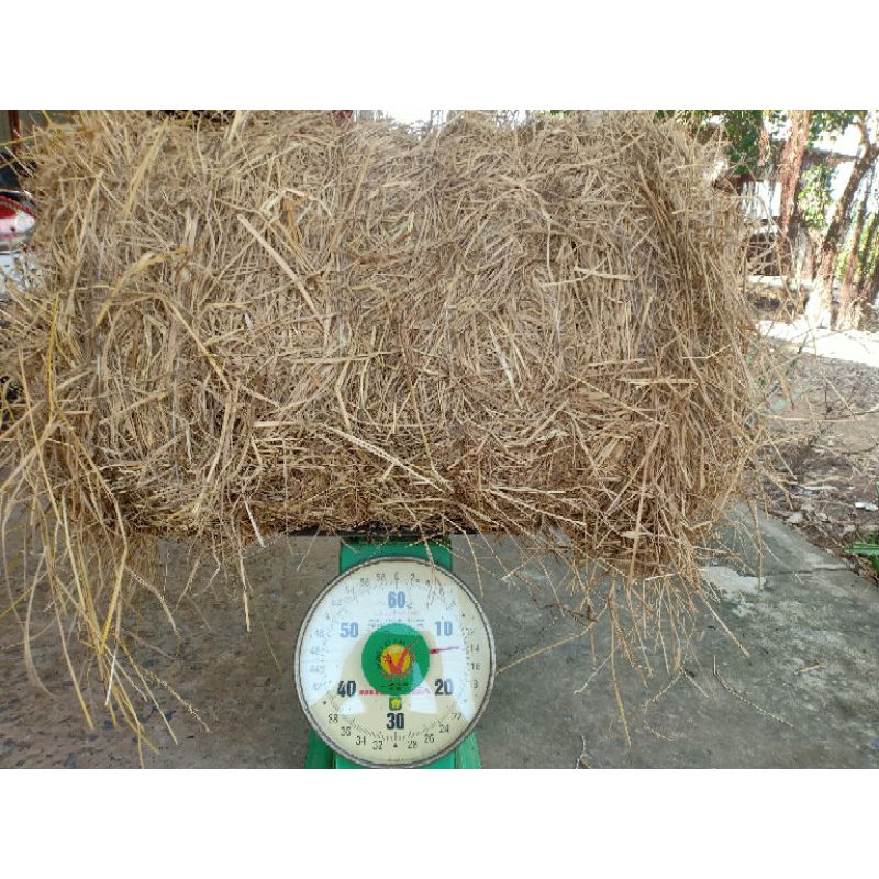 Rơm cuộn Bến Tre 13&15kg