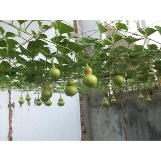Bầu Hồ Lô RĐ 312 - RẠNG ĐÔNG.