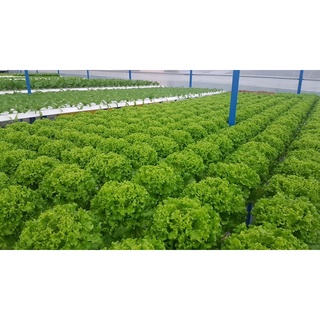 5kg Fe EDDHA Fe 6%, sắt 6%