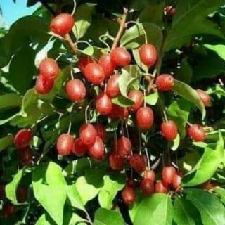 Cây giống nhót ngọt