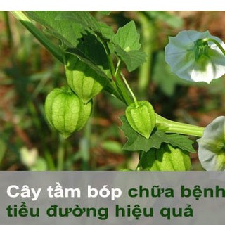 Hạt Giống Cây Tầm Bóp 1 gói 0.2gram/hat