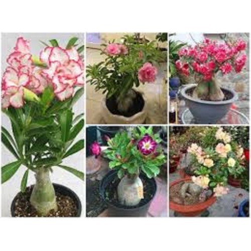 Cây Hoa sứ thái kép nhiều màu _ được chọn màu ( bán cHẬU CÂY SZE NHỠ ) HÀNG CHUẨN HOA ĐẸP - HLSDTL001
