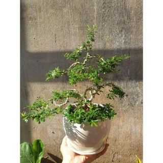 linh sam bonsai mini TẶNG CHẬU