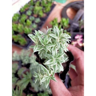 Sedum Cỏ Trắng