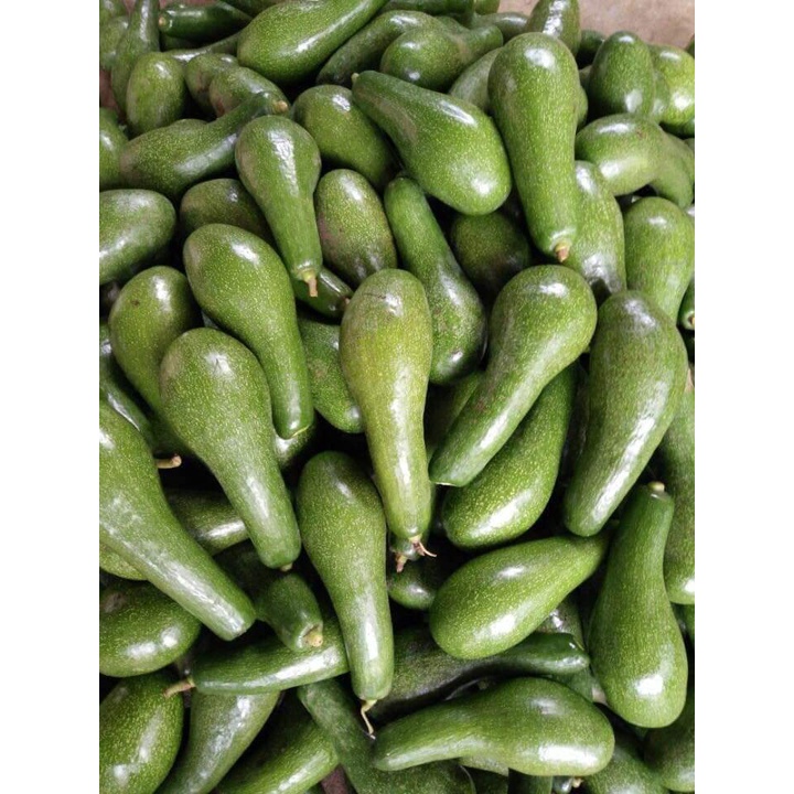 Bơ núi nưa( 2,3 trái ) -chín xanh sáp béo, cơm vàng ngon-1kg