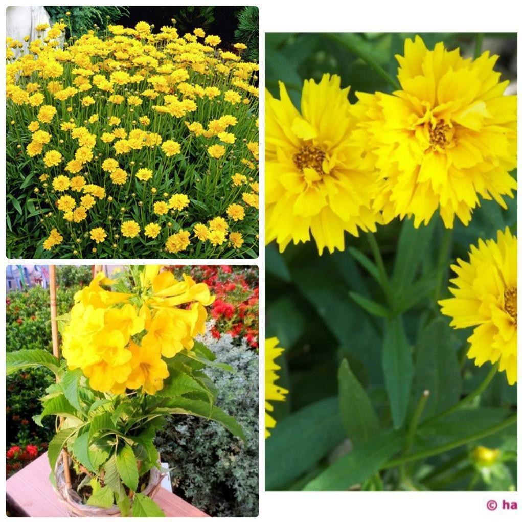 HẠT GIỐNG HOA PHÒNG PHÒNG VÀNG - GÓI 0,5 GRAM