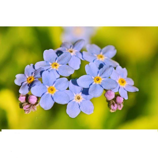 Hạt Giống Hoa lưu ly 50 Hạt/ Gói bốn mùa MIX MÀU ĐẾN MÙA TRỒNG TẾT  KHUYẾN MẠI SHOP MỚI HẠ GIÁ SỈ