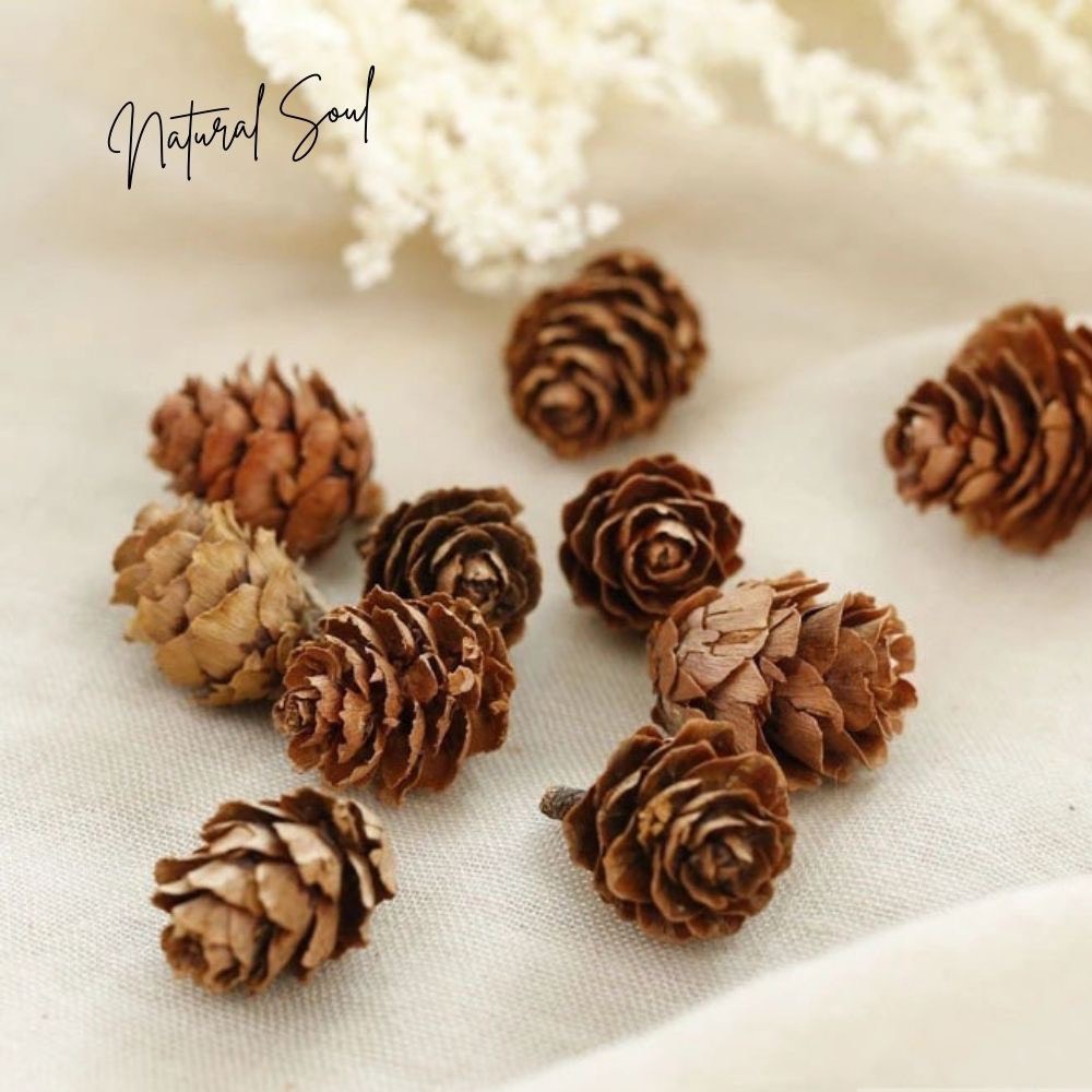 Quả thông khô phụ kiện trang trí - PHỤ KIỆN LÀM VÒNG HOA HOẶC TREO CÂY THÔNG TRANG TRÍ