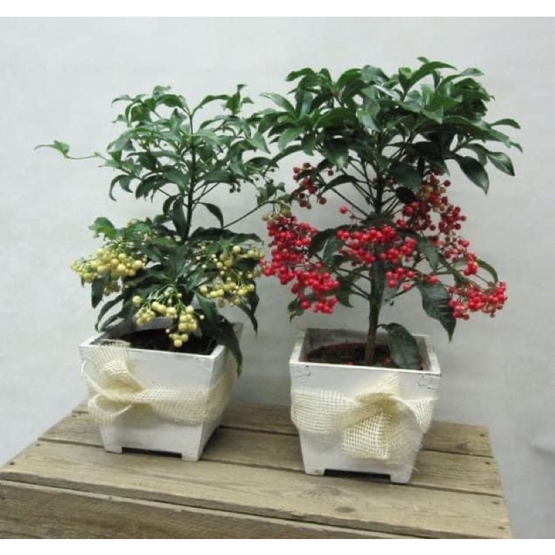 Cây giống kim ngân lượng CHƠI TẾT
