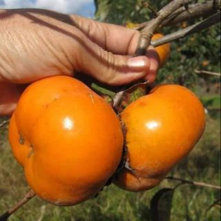 Cây giống hồng giòn Nhật Bản