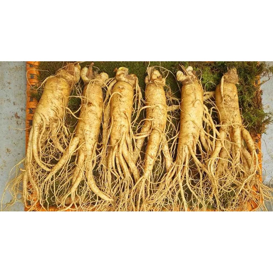 SÂM TƯƠI HÀN QUỐC 100% NHẬP KHẨU, KHÔNG CHẤT BẢO QUẢN. LOẠI 5 CỦ /1KG | BigBuy360 - bigbuy360.vn