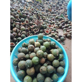 [Macca sấy] 100gr Nhân hạt Macca nguyên hạt