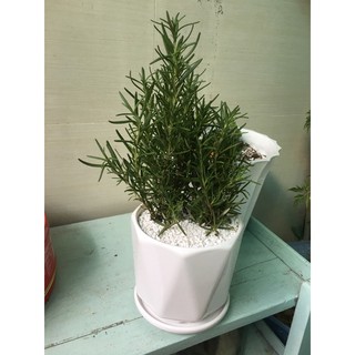 Rosemary - cây hương thảo (size trung gồm chậu )