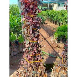 Cây Giống Mận Đỏ Mexico