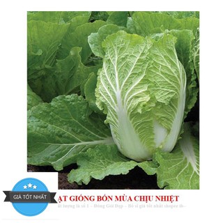 GÓI 50 HẠT GIỐNG CẢI THẢO