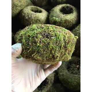Quả cầu rêu kokedama size 12cm