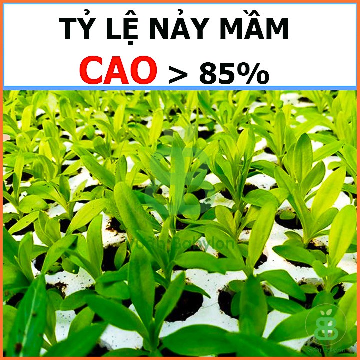 Hạt Giống Hoa Cẩm Chướng KÉP Mix (Nhiều Màu) 0,1G