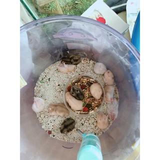 Cát lót chuồng hamster