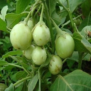 hạt giống cà pháo xanh cao sản 2gr