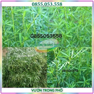 Hạt giống cỏ đậu Stylo gói 500g