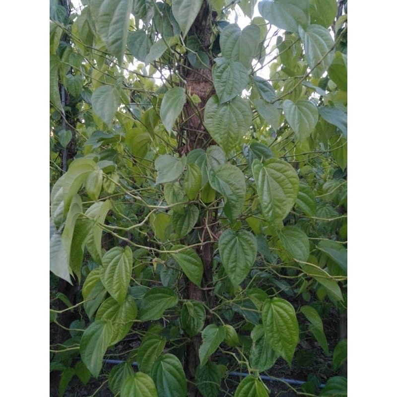 1kg bột lá trầu không nguyên chất