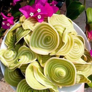 Bánh tai heo lá dứa
