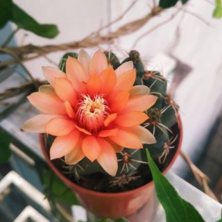 Xương rồng thần long