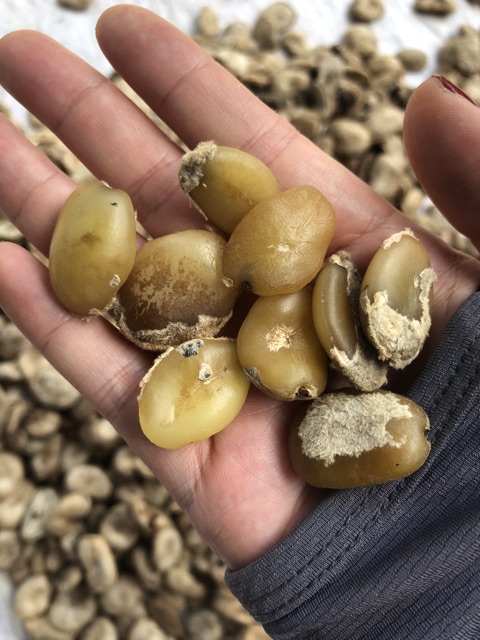 Hạt sang ( sành) rừng 10k/1hạt bán từ 10 hạt | BigBuy360 - bigbuy360.vn