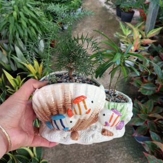 🌿 Cây tùng xương cá🌿luôn chậu.