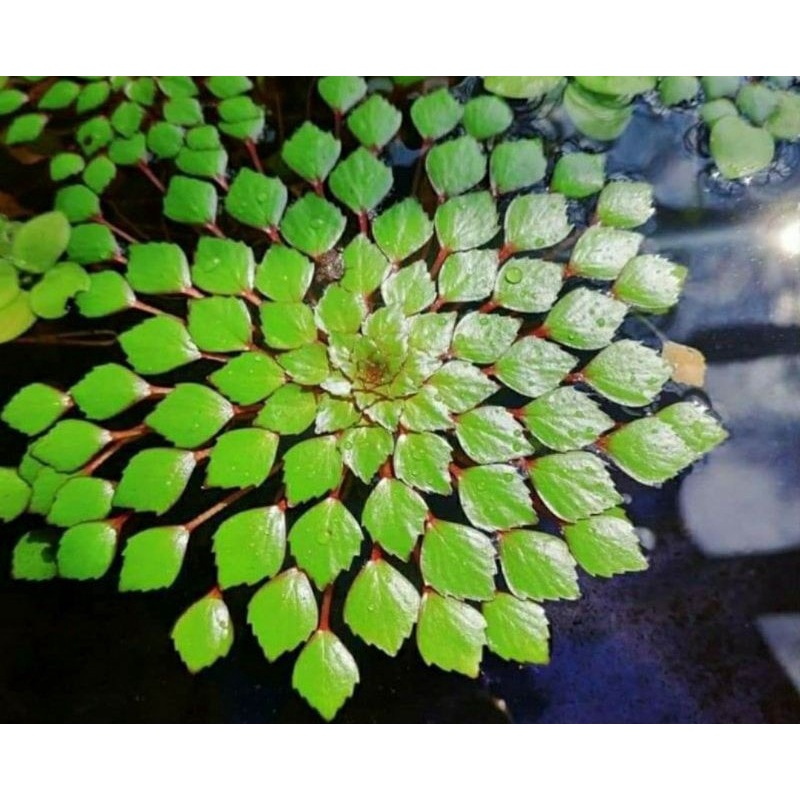 Ấu thái thủy sinh