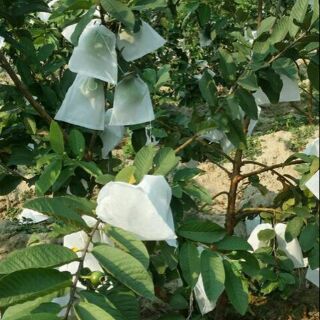 50 túi bọc ổi,  na,  xoài thái