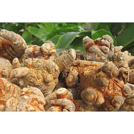 Củ tam thất bắc, bột tam thất giúp ngăn chặn khối u Trà Hoa Cô Ba 500gr