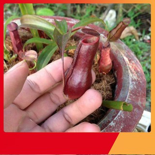 Hạt Giống Cây Nắp Ấm