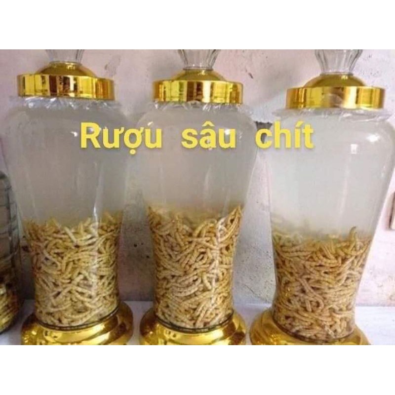 sâu chít Tây Bắc(1bó 100con) vì cuối mùa lên mua xin ngắn tin trước