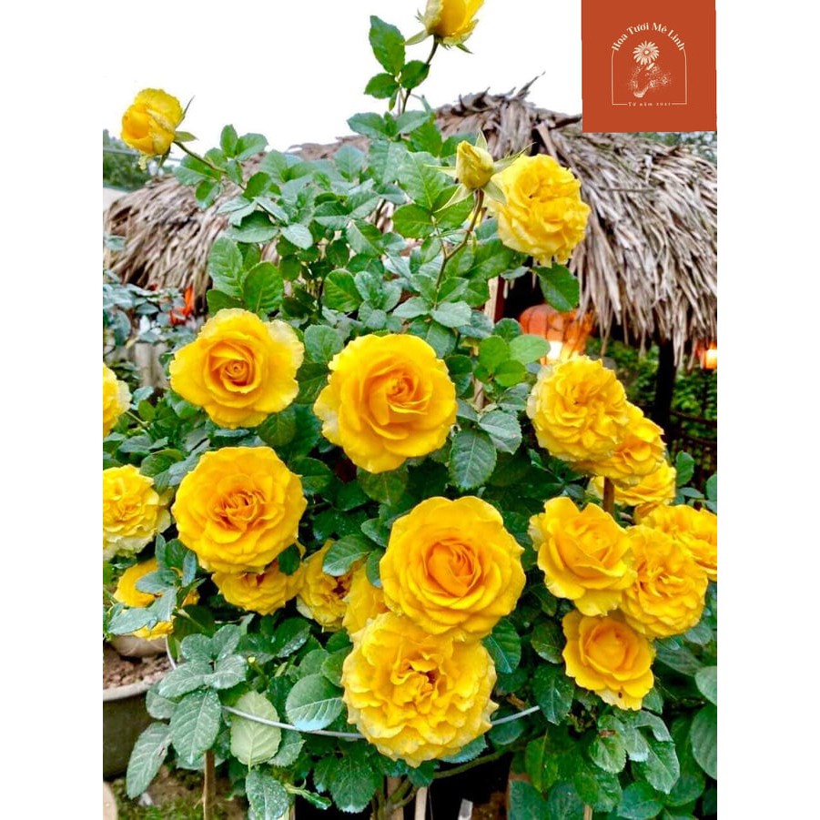 Hoa hồng ngoại Shell – Vẻ đẹp hấp dẫn trong những cánh hoa vàng rực rỡ-HoaTuoiMeLinh