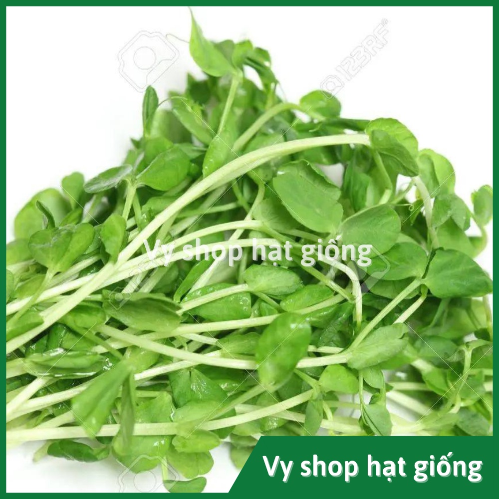 Hạt giống rau mầm đậu Hà Lan thân bụi Thái Lan gói 60 hạt