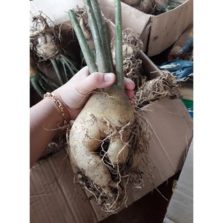 củ sứ thái 90k