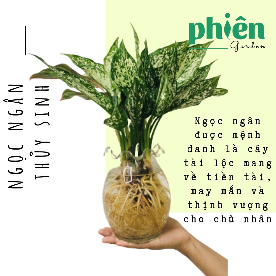 Cây Ngọc Ngân thủy sinh để bàn chậu thủy tinh