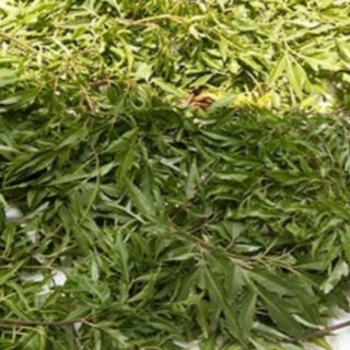 Gối lá đinh lăng 100% đinh lăng