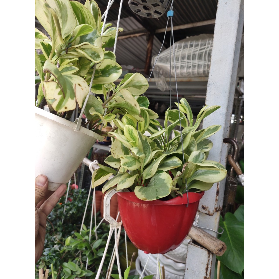 cây trường sinh còn gọi là cây trường thọ tốt cho phong thủy